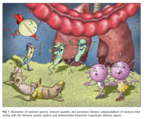 Bibi bacteria